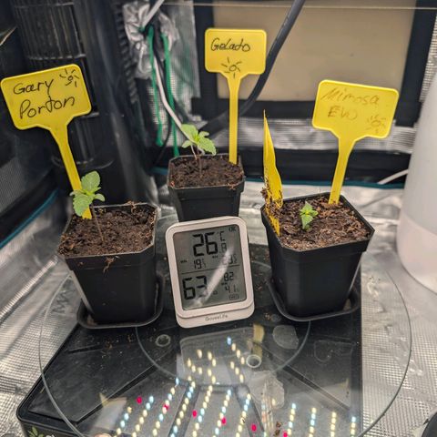 Gelato 🌞FEM growlog photo: Die ganz rechts ist die MIMOSA EVO(Barneys Farm) diese wurde mit  BioEnhancer(GreenHouse) behandelt. Man kann deutlich sehen das es hält was es verspricht, die Nodi/Knoten bilden sich in kurzeren Abständen. Beim umtopfen in ein paar Wochen werden wir den Unterschied vom Wurzelwachstum begutachten. Da BioEnhancer auch da für Verbesserungen Sorgen sollte, Laut Beschreibung. Ich bin gespannt.
Gelato und Gary Porton habe kein BioEnhancer bekommen.
