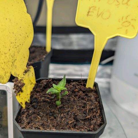 Gelato 🌞FEM growlog photo: Tages Update:
Ich bin mir nicht sicher aber glaube es läuft gut ,oder ? 
Der Unterschied zu gestern, denke ich ist gut zu sehen.