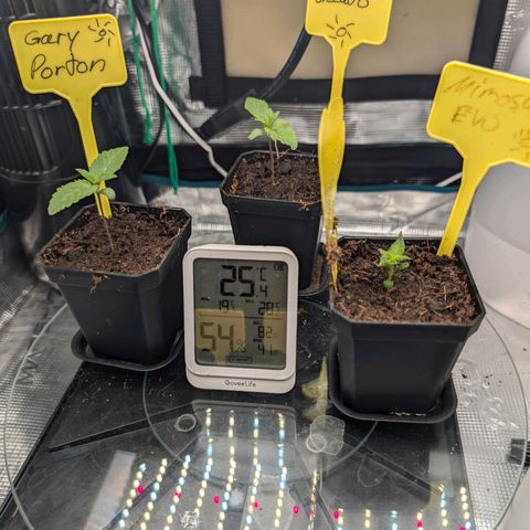 Gelato 🌞FEM growlog photo: Tages Update:
Ich bin mir nicht sicher aber glaube es läuft gut ,oder ? 
Der Unterschied zu gestern, denke ich ist gut zu sehen.