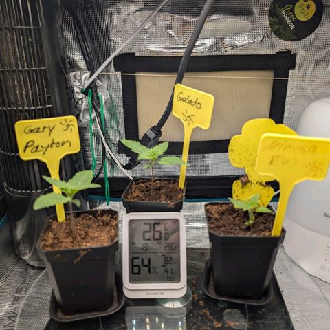 Gelato 🌞FEM growlog photo: Tages Update 

Die MEMOSA EVO Mit BioEnhancer hat über Nacht wie ca fast ein 1 cm Zuwachs bekommen.
