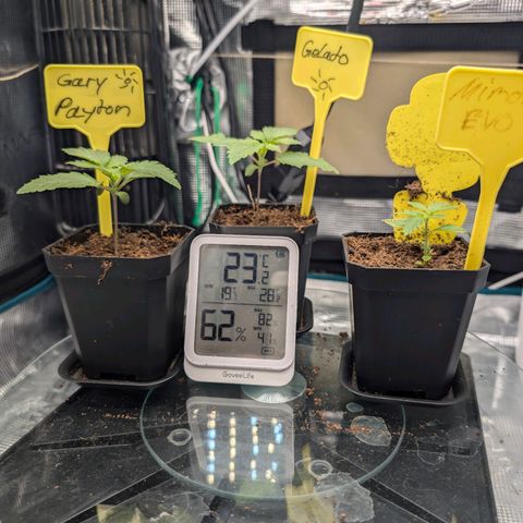 Gelato 🌞FEM growlog photo: Tages Update 