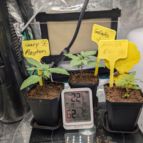 Gelato 🌞FEM growlog timeline photo