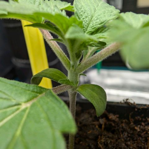 Gelato 🌞FEM growlog timeline photo