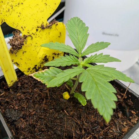 Gelato 🌞FEM growlog timeline photo