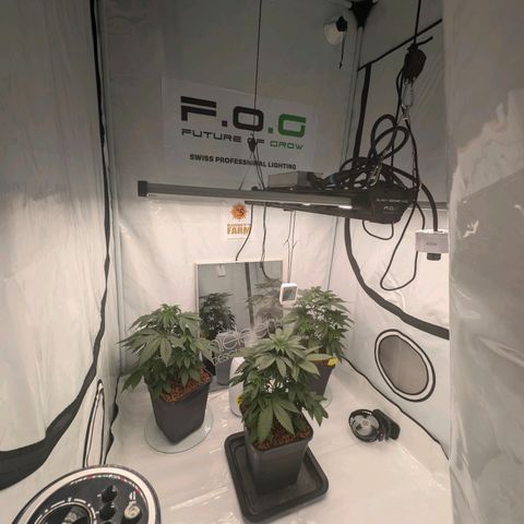 Gelato 🌞FEM growlog photo: Ca.3.6 L Wasser , verteilt auf 3 Pflanzen.jede bis drain kommt.damit Nematoden und Org.Dünger nicht ausgeschwemmt werden.

LED auf 75% für die intensive Vegi .