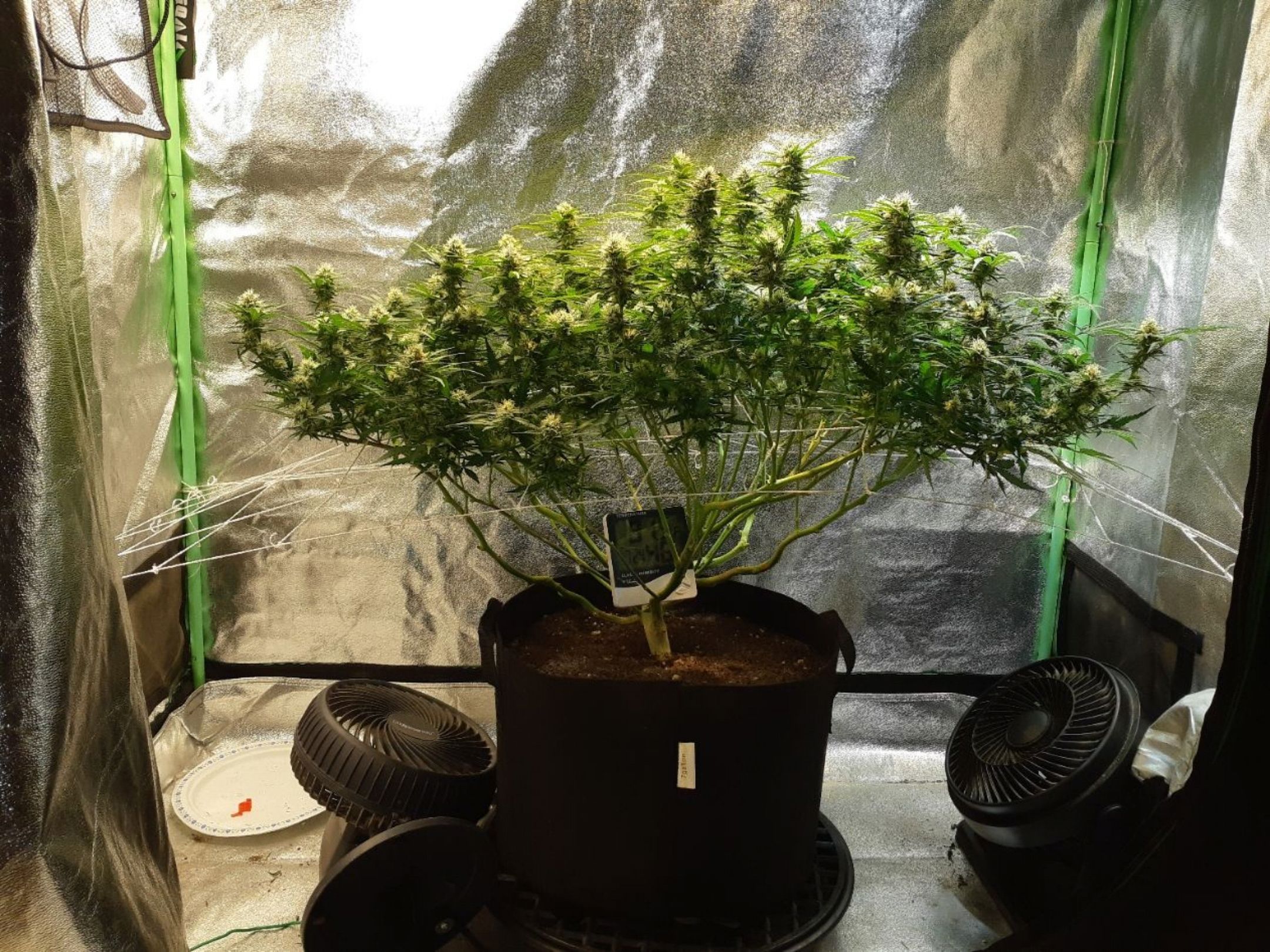 Monster Skunk growlog header