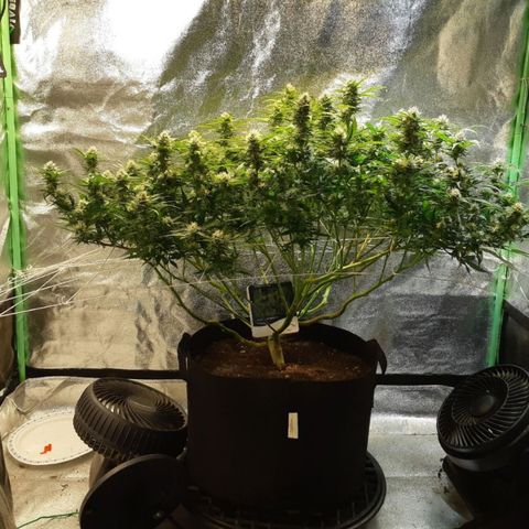 Monster Skunk growlog in 48x24x60