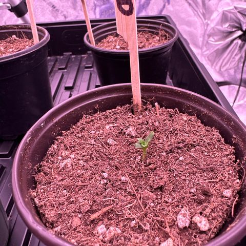Blue Dream #1 growlog timeline photo
