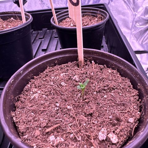 Blue Dream #1 growlog timeline photo