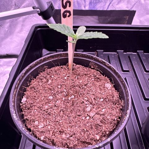 Skittlez Glue #1 growlog timeline photo