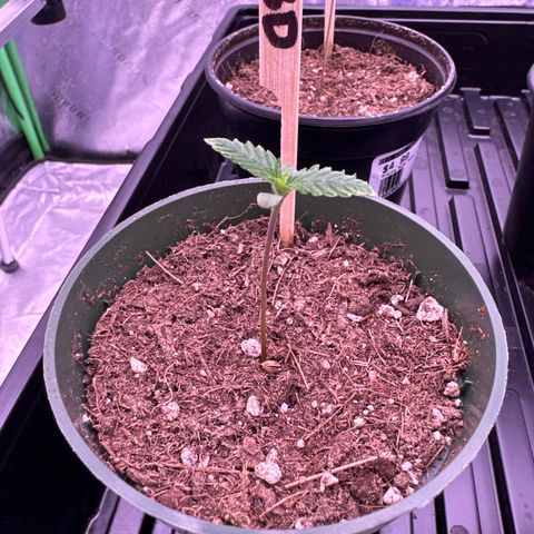 Blue Dream #2 growlog timeline photo