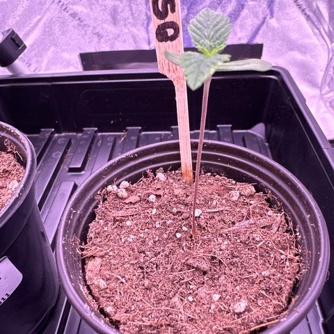 Skittlez Glue #2 growlog timeline photo