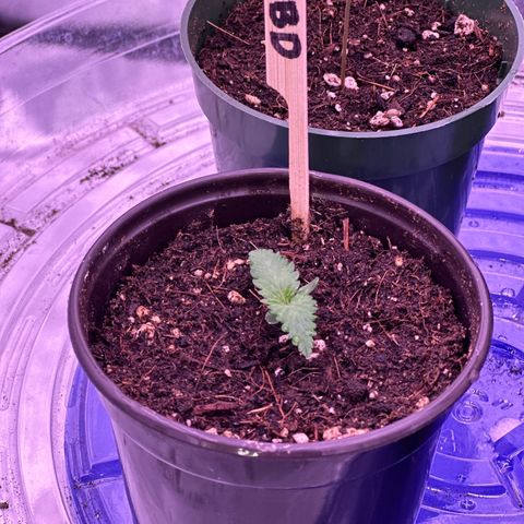Blue Dream #1 growlog timeline photo