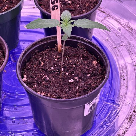 Skittlez Glue #2 growlog timeline photo