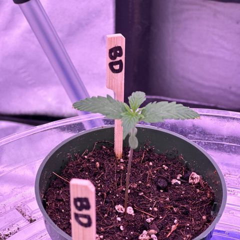 Blue Dream #2 growlog timeline photo