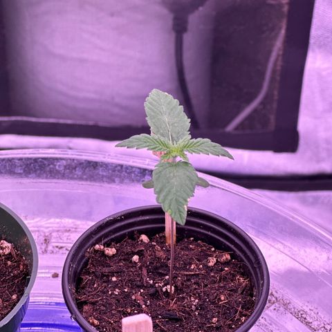 Skittlez Glue #1 growlog timeline photo