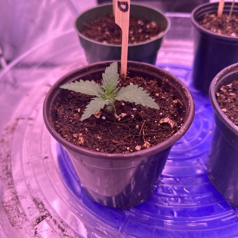 Blue Dream #1 growlog timeline photo