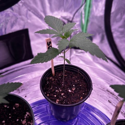 Skittlez Glue #1 growlog timeline photo