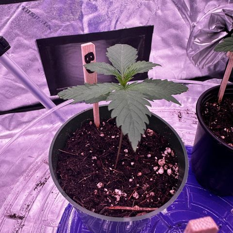 Blue Dream #2 growlog timeline photo