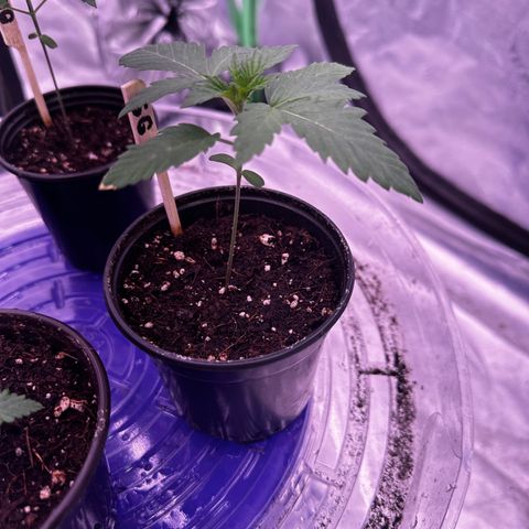 Skittlez Glue #2 growlog timeline photo
