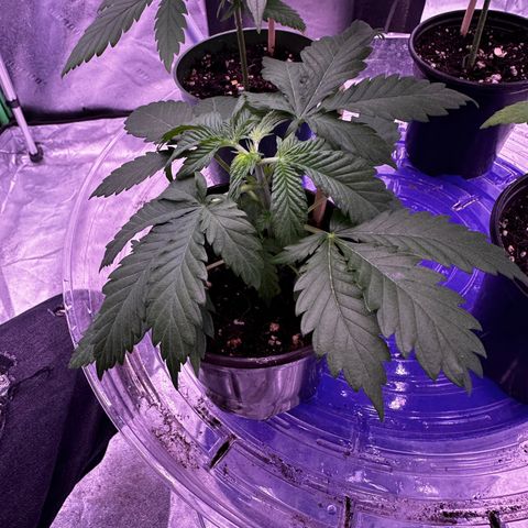 Blue Dream #1 growlog timeline photo