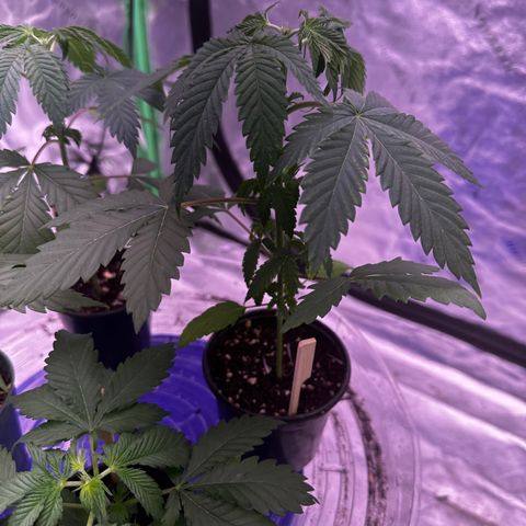 Skittlez Glue #1 growlog timeline photo