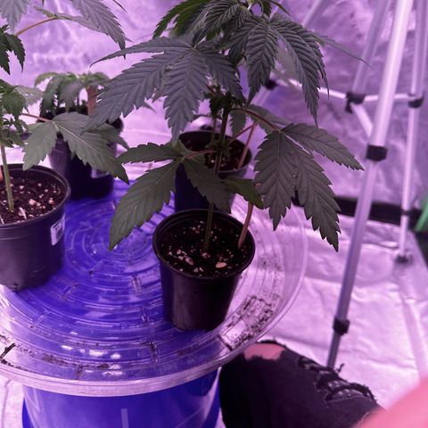 Blue Dream #2 growlog timeline photo