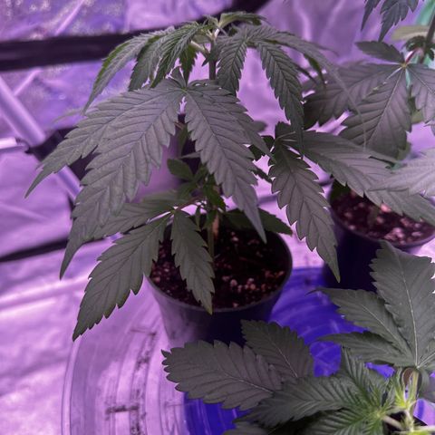 Skittlez Glue #2 growlog timeline photo