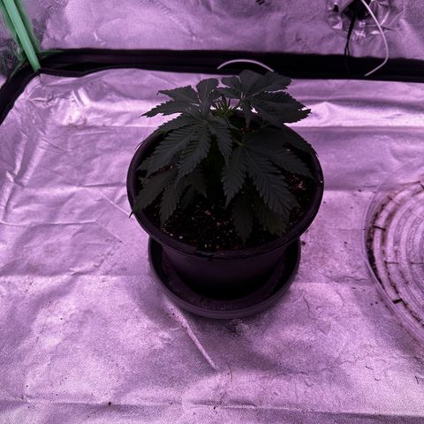 Blue Dream #1 growlog timeline photo