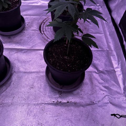 Skittlez Glue #1 growlog timeline photo