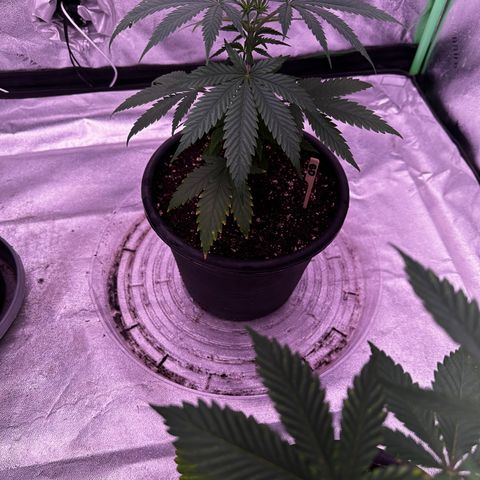 Blue Dream #2 growlog timeline photo