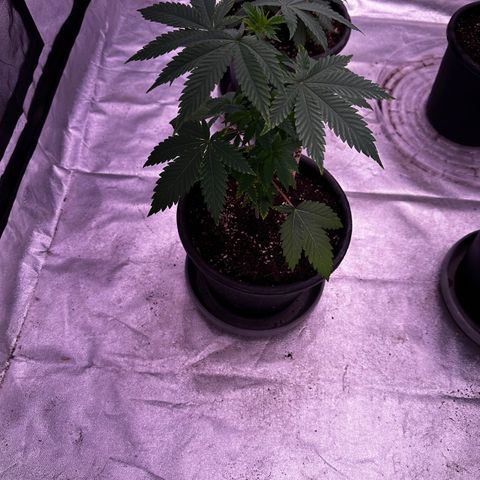 Skittlez Glue #2 growlog timeline photo