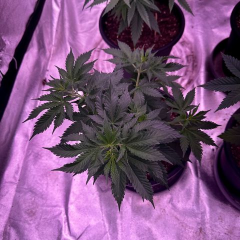 Blue Dream #1 growlog timeline photo