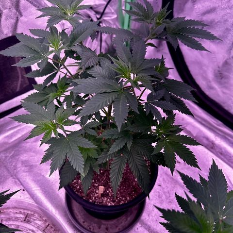 Skittlez Glue #1 growlog timeline photo