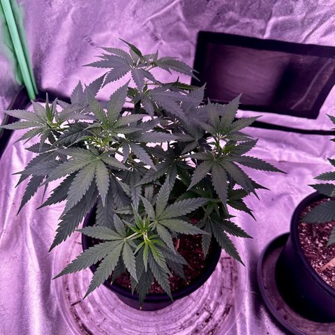 Blue Dream #2 growlog timeline photo