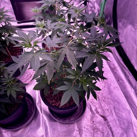 Skittlez Glue #2 growlog timeline photo