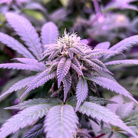 Skittlez Glue #2 growlog timeline photo