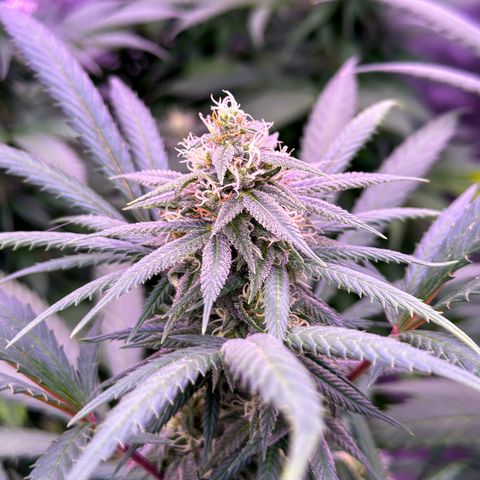 Blue Dream #2 growlog timeline photo