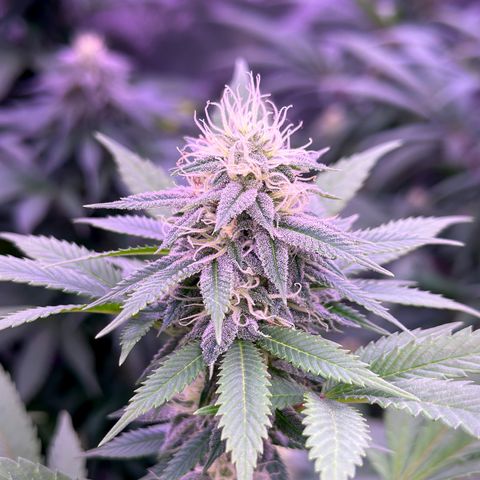 Skittlez Glue #1 growlog timeline photo