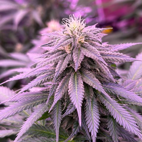 Blue Dream #1 growlog timeline photo