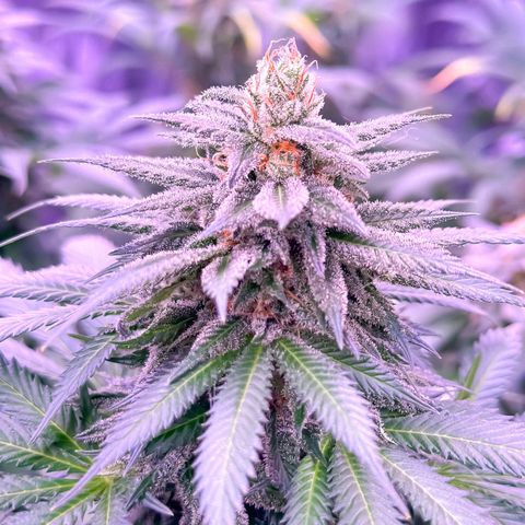 Blue Dream #1 growlog timeline photo