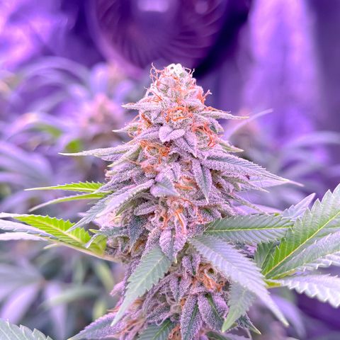 Skittlez Glue #1 growlog timeline photo