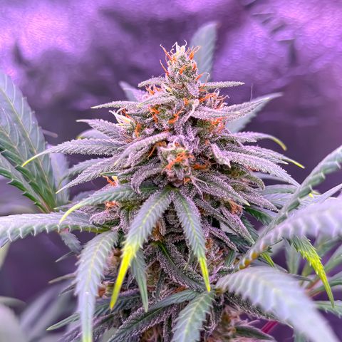 Blue Dream #2 growlog timeline photo