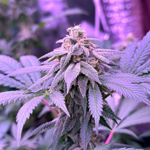 Skittlez Glue #2 growlog timeline photo