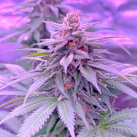 Blue Dream #1 growlog timeline photo