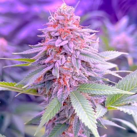 Skittlez Glue #1 growlog timeline photo