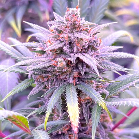 Blue Dream #2 growlog timeline photo
