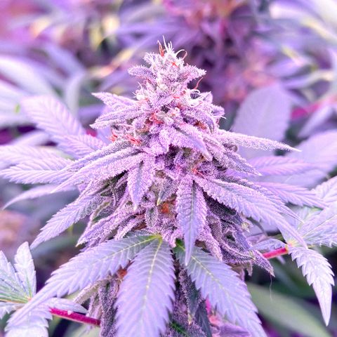 Skittlez Glue #2 growlog timeline photo