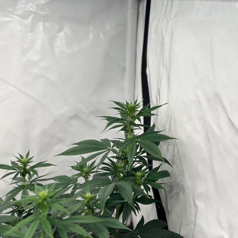 Ayahuasca Purple growlog timeline photo