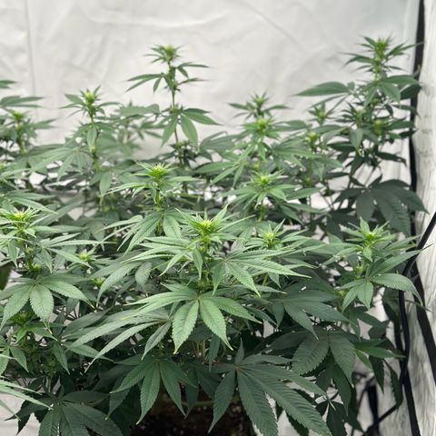 Ayahuasca Purple growlog timeline photo